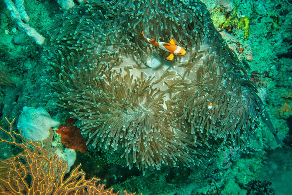 Clownfish swimming in a sea anemone, showcasing Indonesia's vibrant marine life.