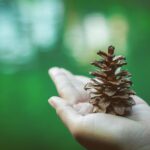 A serene outdoor close-up of a hand holding a pine cone with a lush green background.