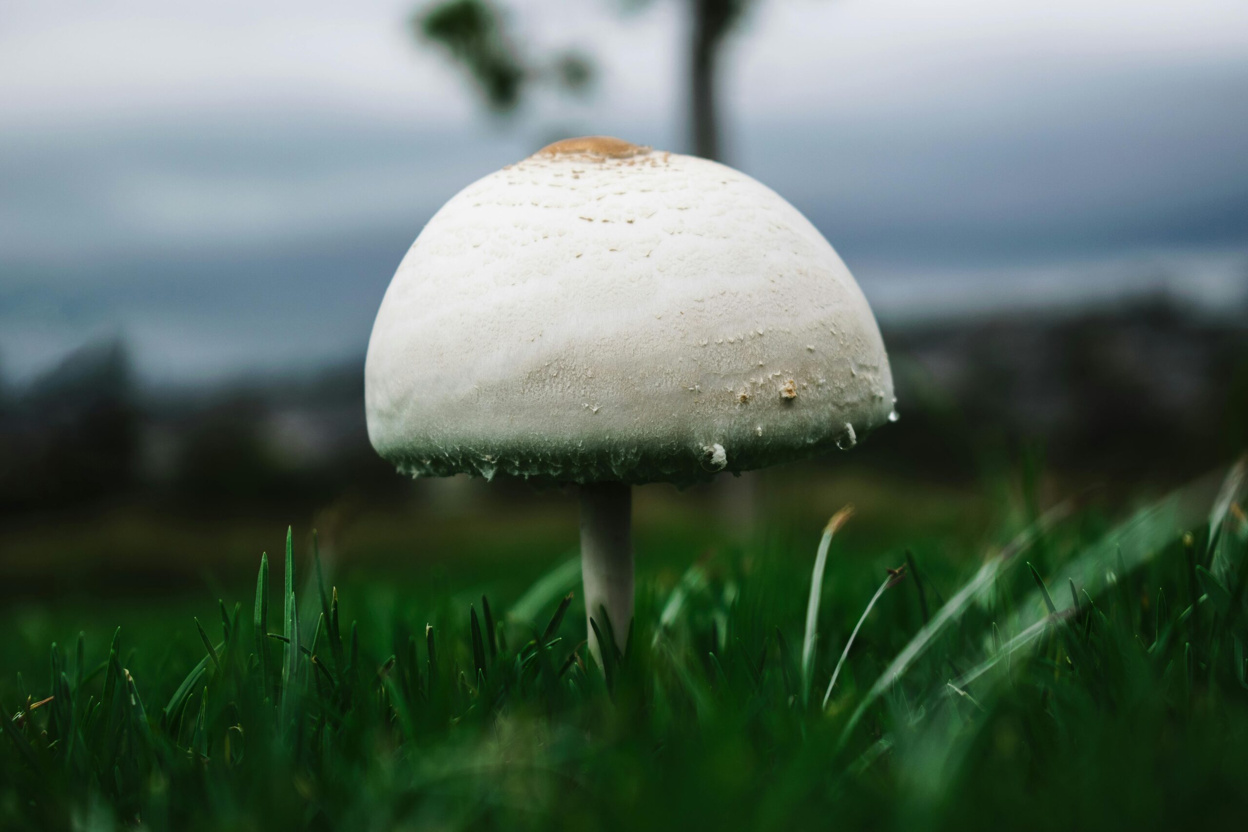 Macro shot of a single toadstool mushroom growing among lush grass with a blurred natural background.